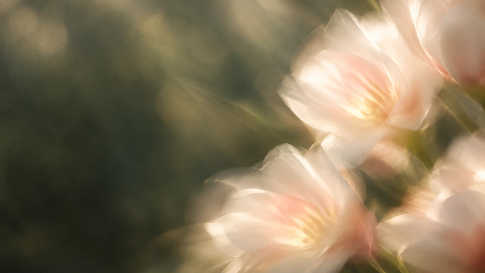 Delicate pearl blossoms in soft, luminous light. Main background.