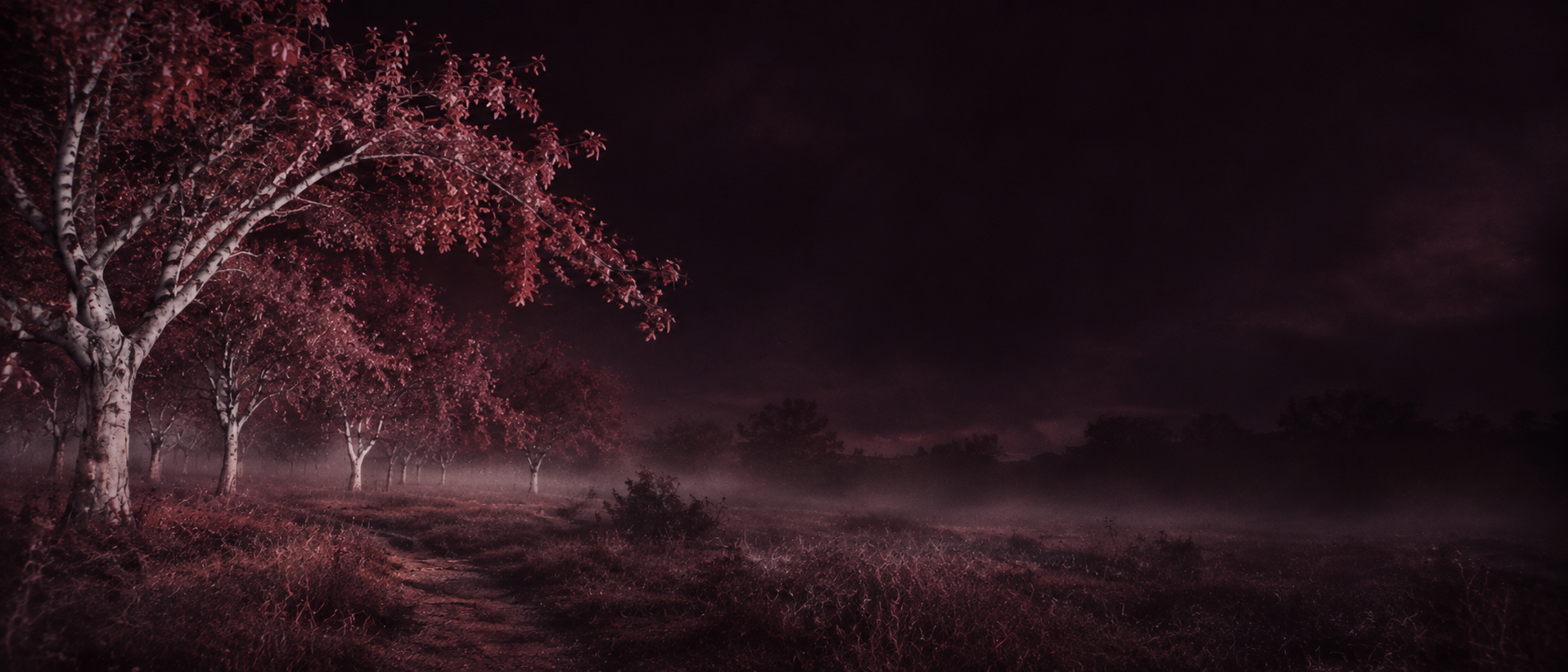 An eerie infrared orchard, wine-red foliage and pale trees. Alternate hero with copy on right.