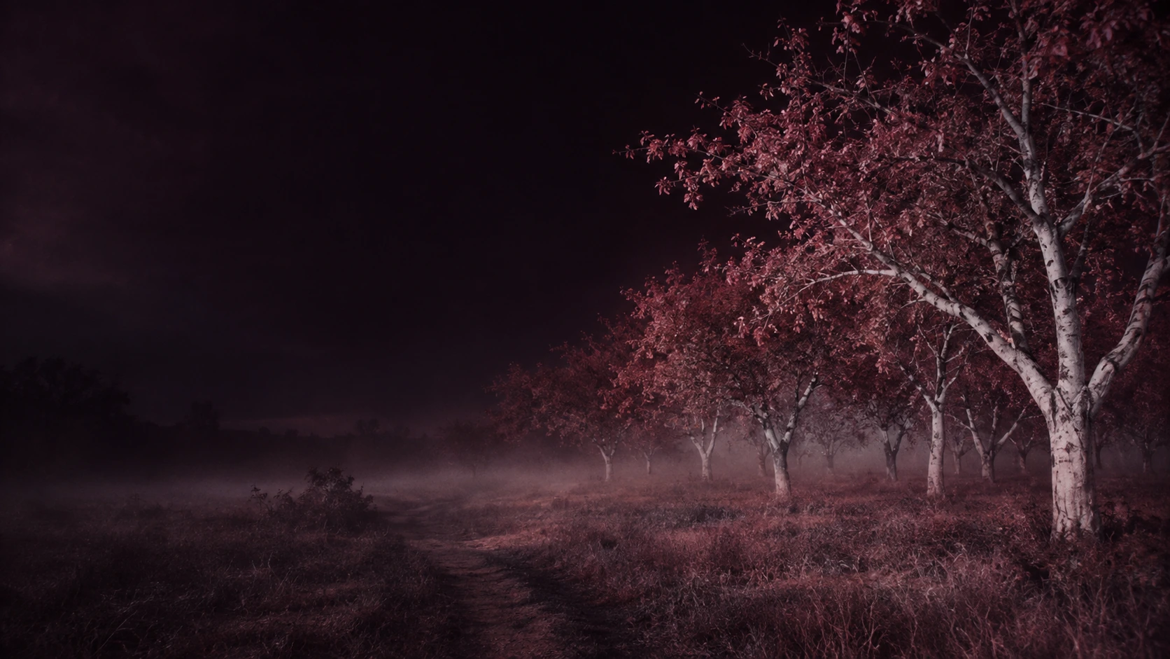 An eerie infrared orchard, wine-red foliage and pale trees. Main background.